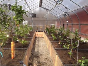 télikert, üvegház fűszer termesztés