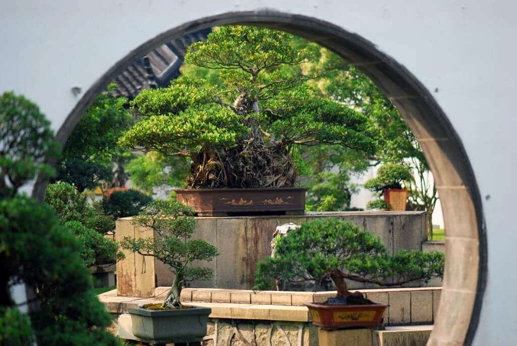 télikertépítés bonsai