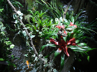 trópusi növények télikertben